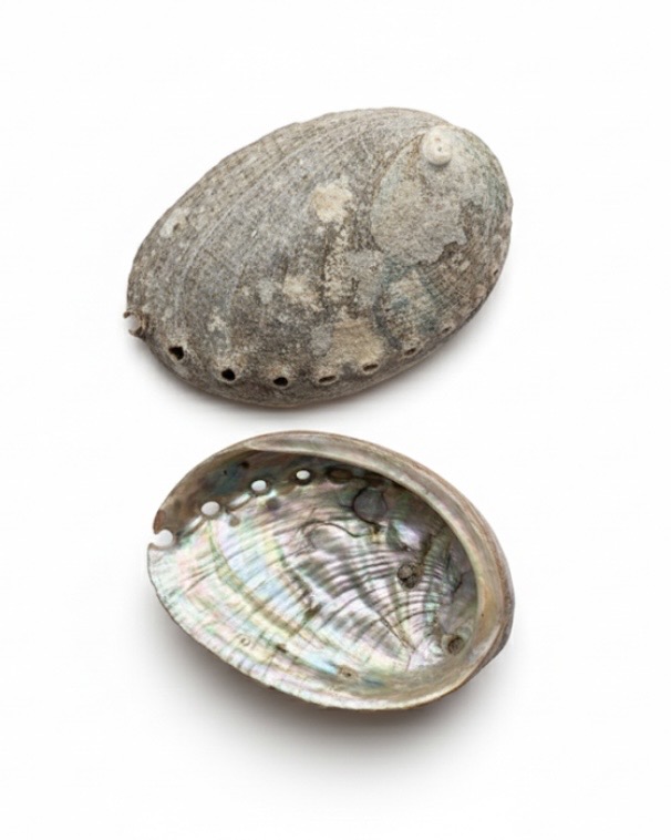 Přírodní perleťová mušle Abalone (8–11 cm)